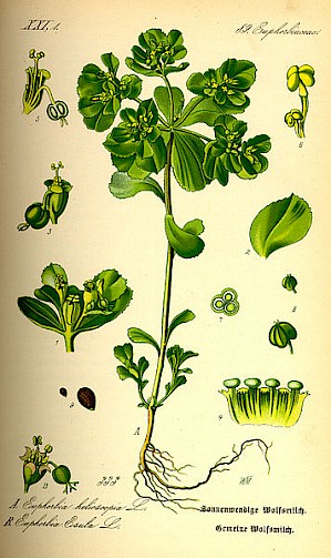 Euphorbia helioscopia als Vertreter der Wolfsmichgewächse (PD)