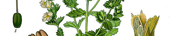 Euphrasia rostkoviana (PD)
