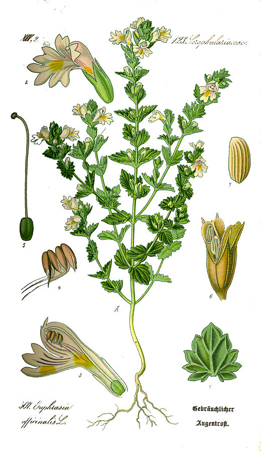 Euphrasia rostkoviana (PD)