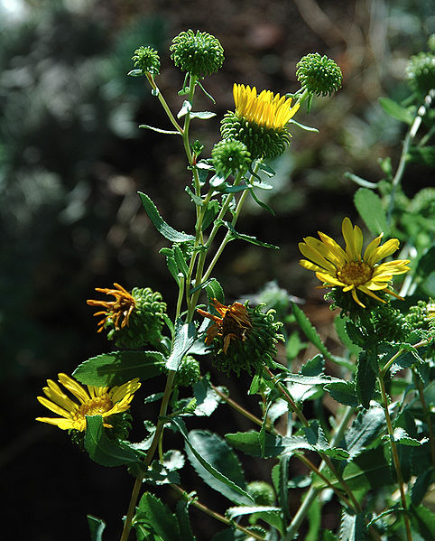 Grindelia (Foto von Cory Maylett CC-BY-SA30)
