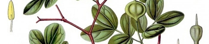 Guajacum officinale (Köhler PD)