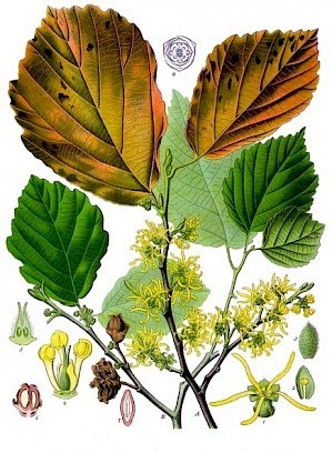 Hamamelis virginiana (PD)