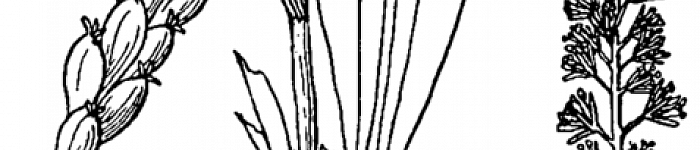 Chamaelirium luteum (PD)