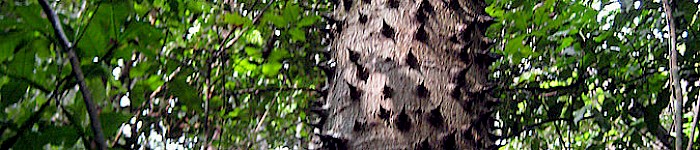 Hura_crepitans (Foto von MS 2009 CC-by-SA-2.0)