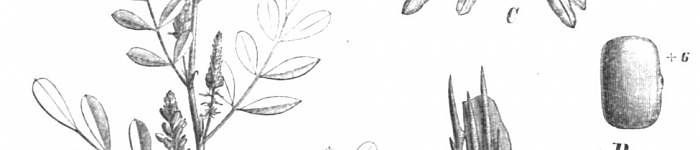 Indigofera tinctoria (PD)