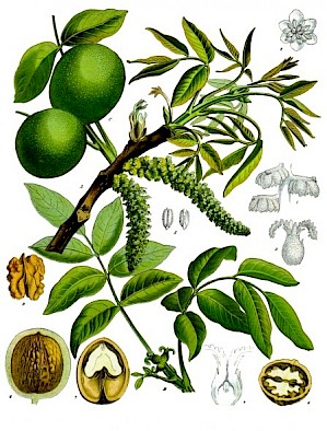 Juglans regia (PD)