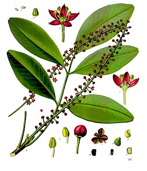 Pilocarpus pennatifolius (PD)
