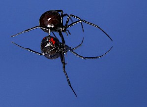 Schwarze Widtwe (Latrodectus mactans Foto von Ben Swihart CC-BY-SA-2.0 Oktober 2006)