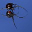 Latrodectus mactans