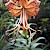 Lilium lancifolium (User: Denis Barthel CC-BY-SA 3.0)