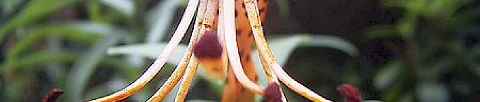 Lilium lancifolium (User: Denis Barthel CC-BY-SA 3.0)