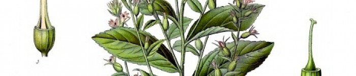 Lobelia inflata (PD)