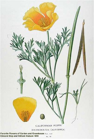 Eschscholzia californica (PD)