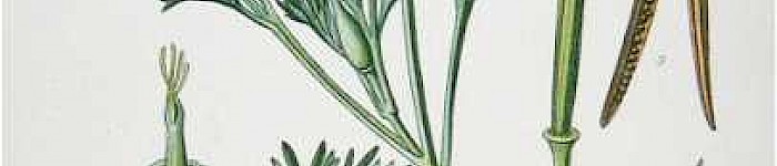 Eschscholzia californica (PD)