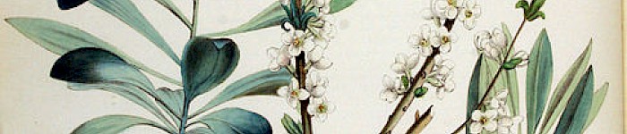 Daphne mezereum (PD)