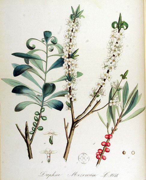 Daphne mezereum (PD)