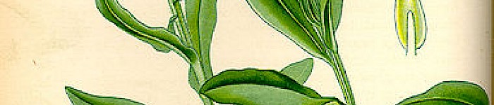 Illustration von Myosotis symphytifolia (PD)
