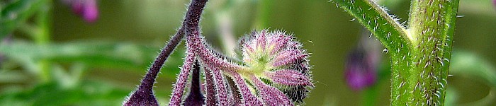 Symphytum officinale (Foto: Nova 2006 CC-BY-SA-3.0)