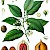 Myristica fragrans (PD)