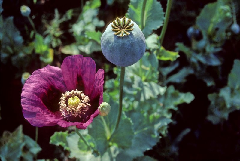 Papaversomniferum (Schlafmohn)