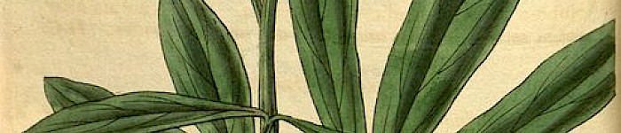 Paeonia officinalis - die Gemeine Pfingstrose (Illustration von 1832 PD)