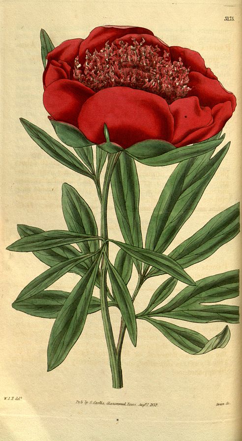 Paeonia officinalis - die Gemeine Pfingstrose (Illustration von 1832 PD)
