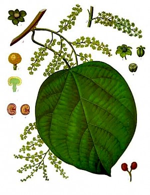 Anamirta cocculus (PD)