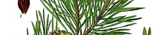 Pinus sylvestris (PD)