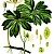 Podophyllum peltatum (Illustration PD)