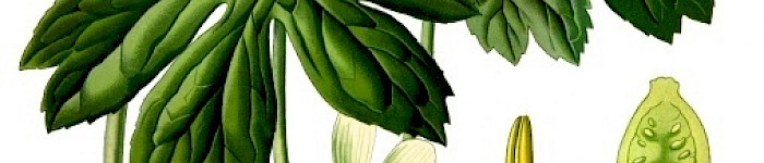Podophyllum peltatum (Illustration PD)