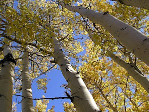 Populus tremuloides (Foto von Scott Catron 2005 CC-BY-SA 3.0)