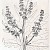 Rheum Palmatum (Skizze von Woodville 1790 PD)