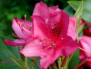 Blüte eines Rhododendron (Foto von Jochen Schneider aka LimboDancer 2004 CC-BY-SA-3.0)