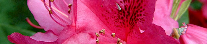 Blüte eines Rhododendron (Foto von Jochen Schneider aka LimboDancer 2004 CC-BY-SA-3.0)