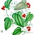 Smilax aristolochiifolia (PD)