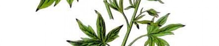 Staphysagria (Delphinium officinale PD)