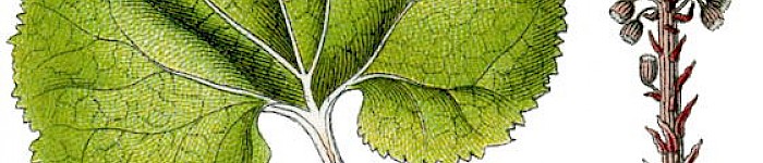 Petasites hybridus als Vertreter der Pestzwurzen (PD)