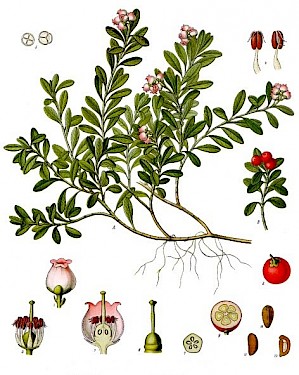 Arctostaphylos uva-ursi (PD)