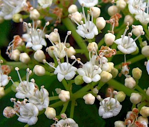 Viburnum opulus (Foto von Bff 2009 CC-BY-SA-3.0)