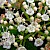 Viburnum opulus (Foto von Bff 2009 CC-BY-SA-3.0)