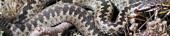 Vipera berus - die Kreuzotter (PD)