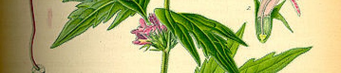 Illustration der Leonurus cardiaca (PD)