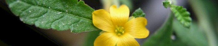 Foto von User Dominiko CC-BY-SA 3.0