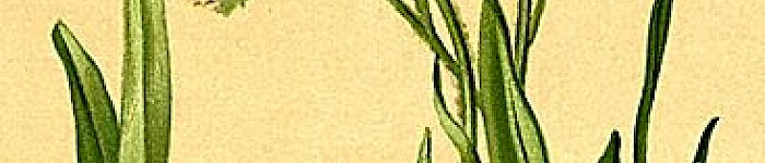 Gnaphalium Carpathicum (Anton Hartinger PD)