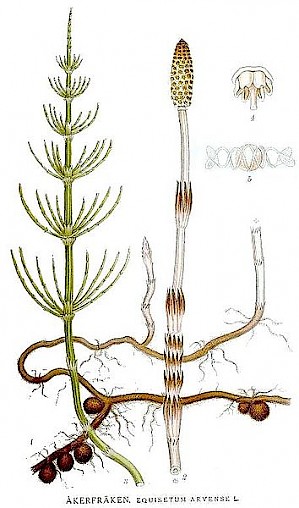 Illustration von Carl Lindman (PD)