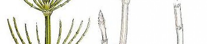 Illustration von Carl Lindman (PD)