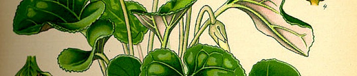 Cyclamen purpurascens (PD)