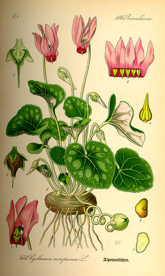 Cyclamen purpurascens (PD)