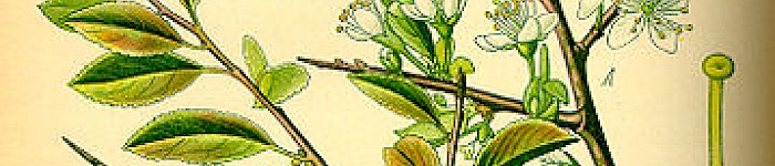 Prunus Spinosa - Prof. Dr. Otto Wilhelm Thomé Flora von Deutschland (PD)