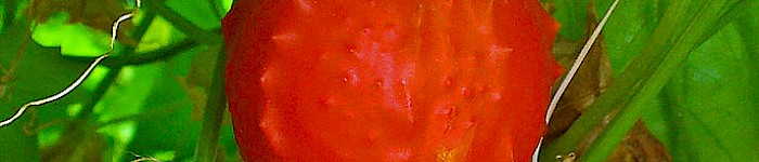 Momordica balsamina (Foto: Linne CC-BY-SA-3.0)